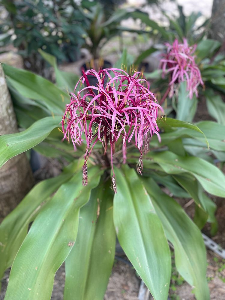 crinum-augustum-queen-emma-crinum-lily-queen-emma