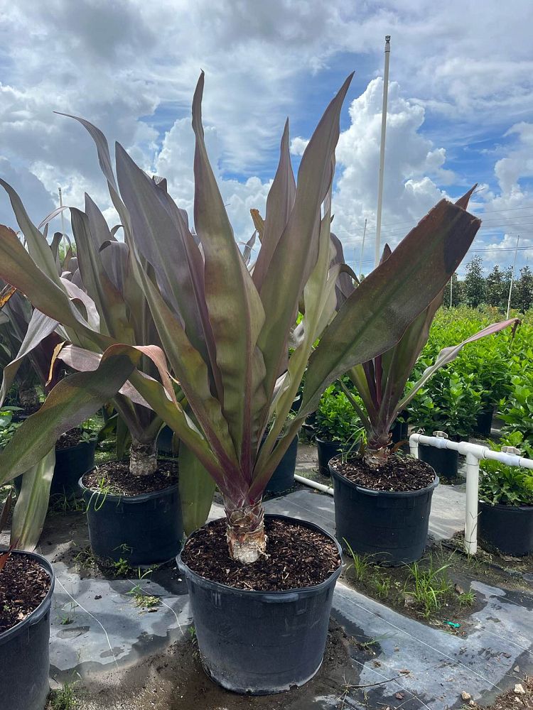 crinum-augustum-queen-emma-crinum-lily-queen-emma