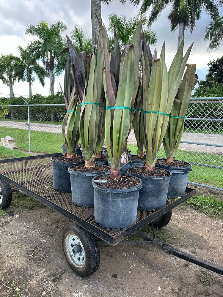crinum-augustum-queen-emma-crinum-lily-queen-emma