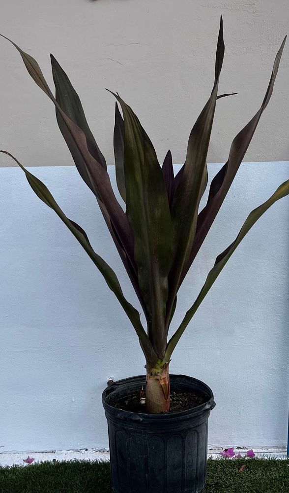 crinum-augustum-queen-emma-crinum-lily-queen-emma