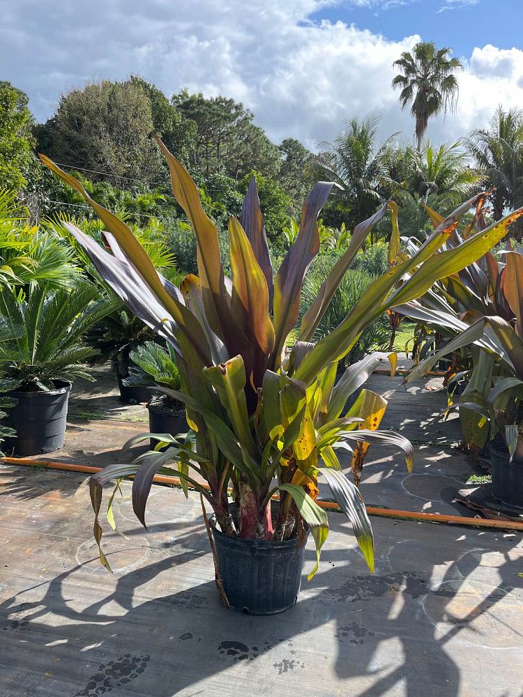 crinum-augustum-queen-emma-crinum-lily-queen-emma