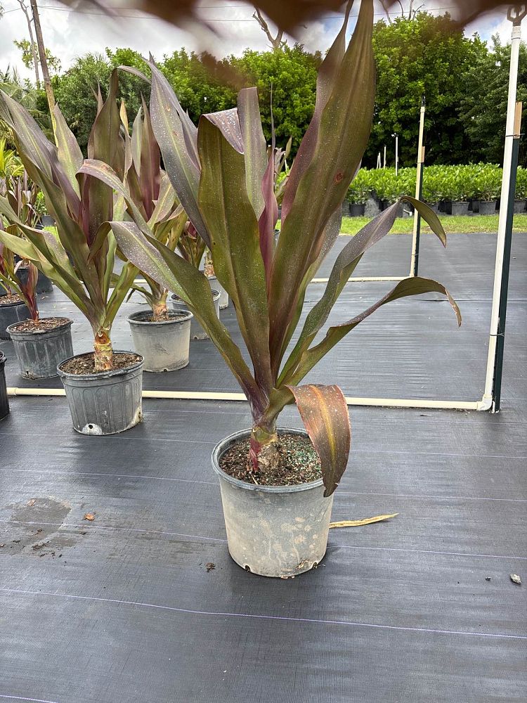 crinum-augustum-queen-emma-crinum-lily-queen-emma
