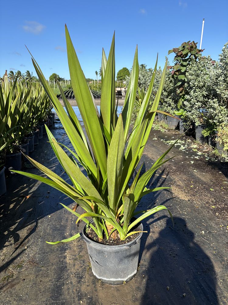 crinum-augustum-queen-emma-crinum-lily-queen-emma