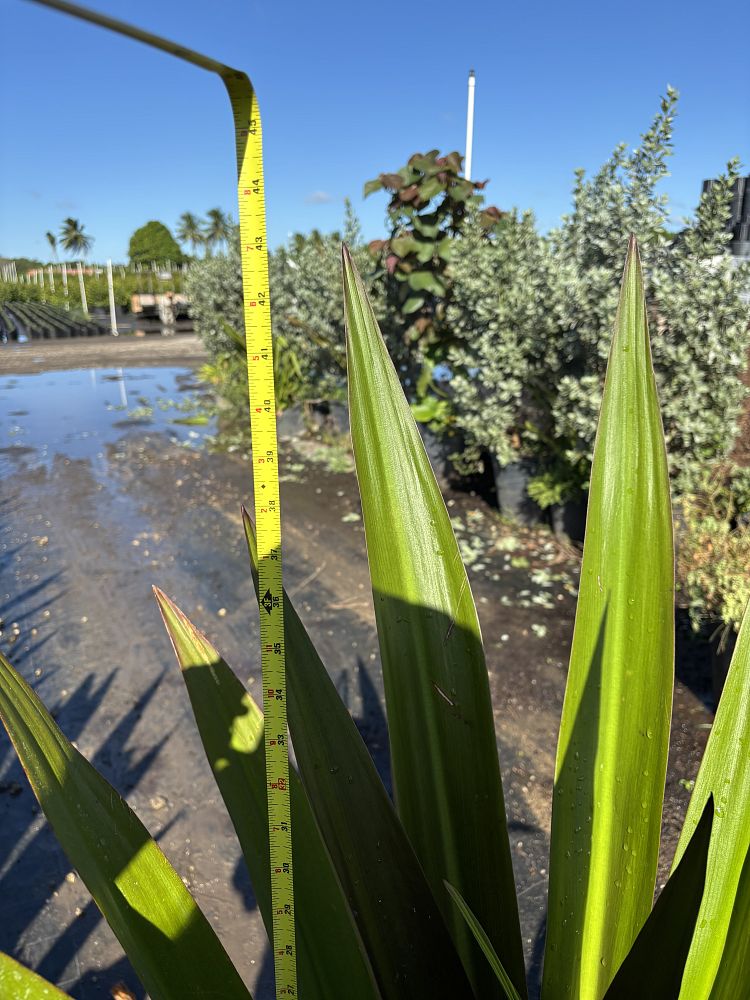 crinum-augustum-queen-emma-crinum-lily-queen-emma
