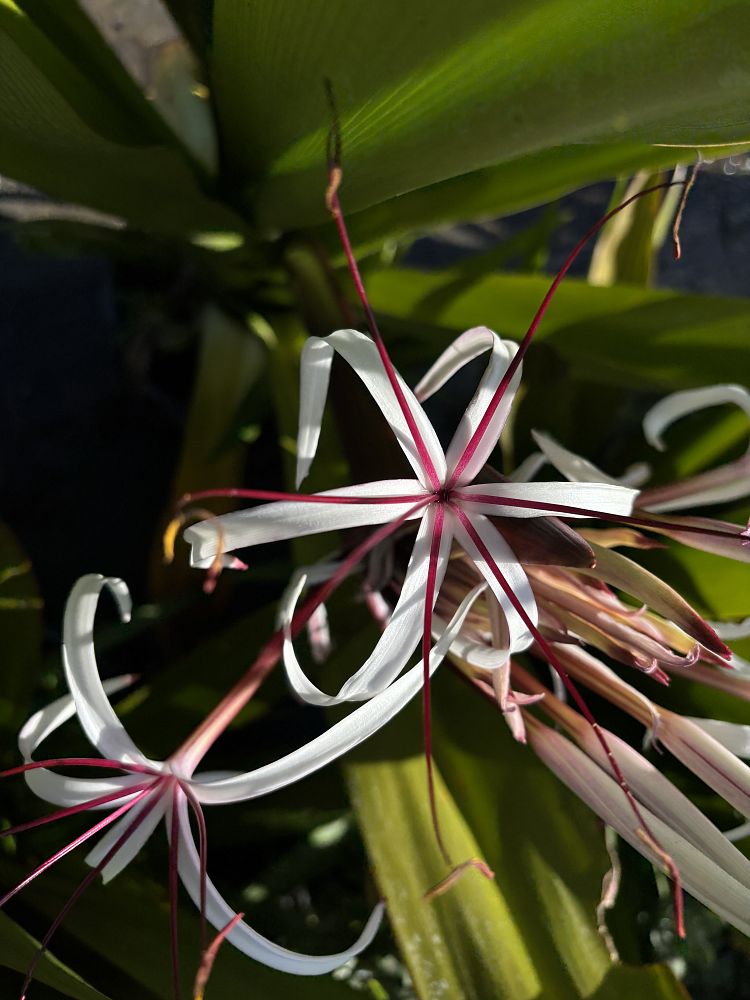 crinum-augustum-queen-emma-crinum-lily-queen-emma