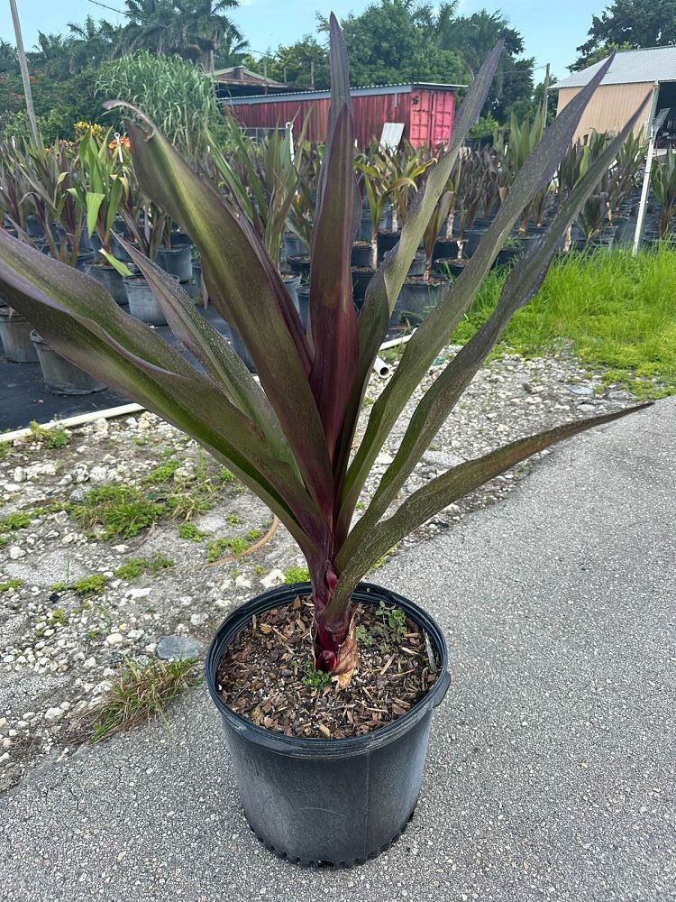 crinum-augustum-queen-emma-crinum-lily-queen-emma