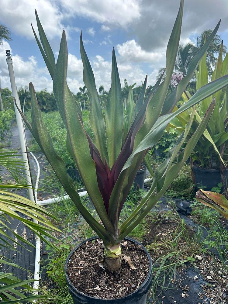 crinum-augustum-queen-emma-crinum-lily-queen-emma