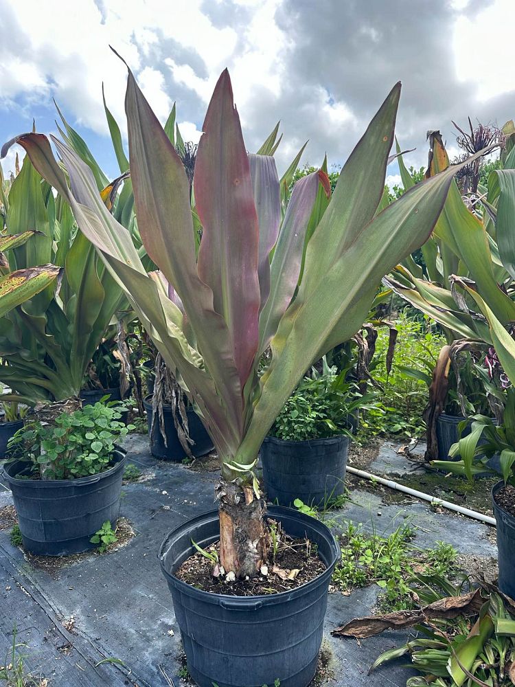 crinum-augustum-queen-emma-crinum-lily-queen-emma