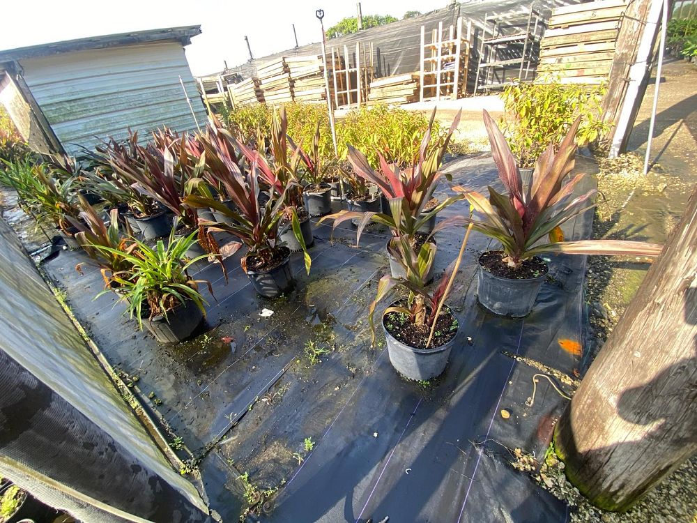 crinum-augustum-queen-emma-crinum-lily-queen-emma