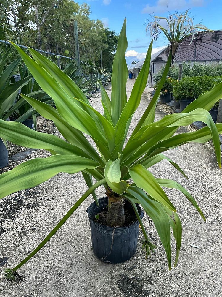 crinum-augustum-queen-emma-crinum-lily-queen-emma