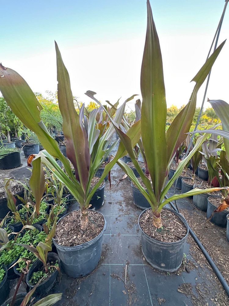 crinum-augustum-queen-emma-crinum-lily-queen-emma