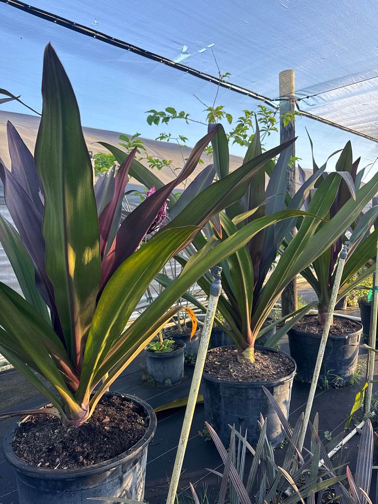 crinum-augustum-queen-emma-crinum-lily-queen-emma