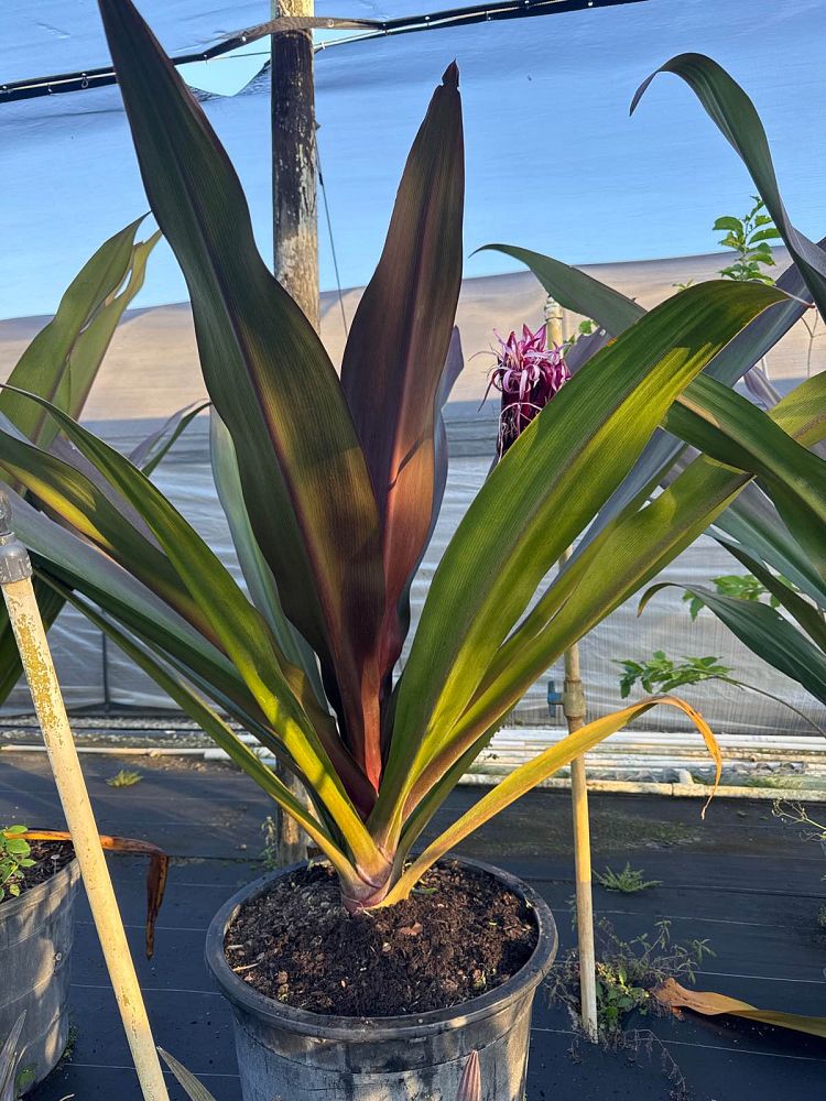 crinum-augustum-queen-emma-crinum-lily-queen-emma