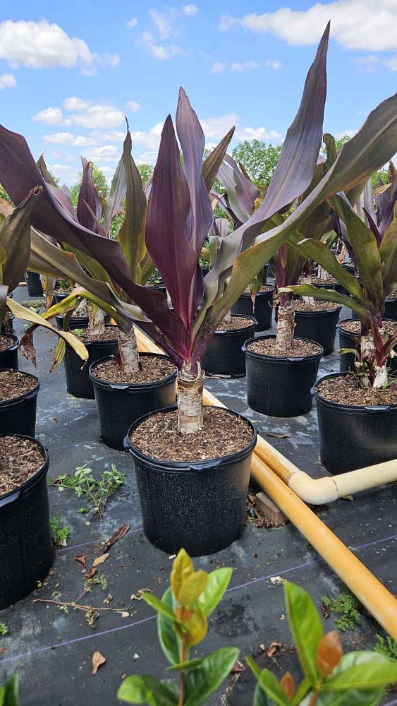 crinum-augustum-queen-emma-crinum-lily-queen-emma