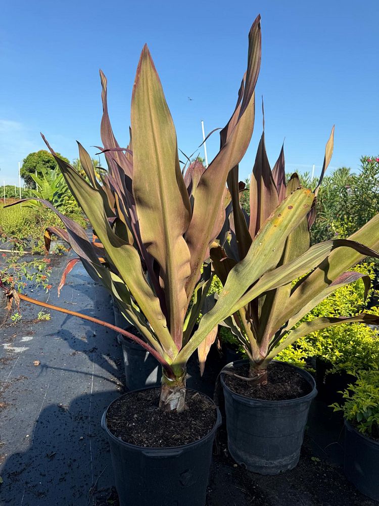 crinum-augustum-queen-emma-crinum-lily-queen-emma