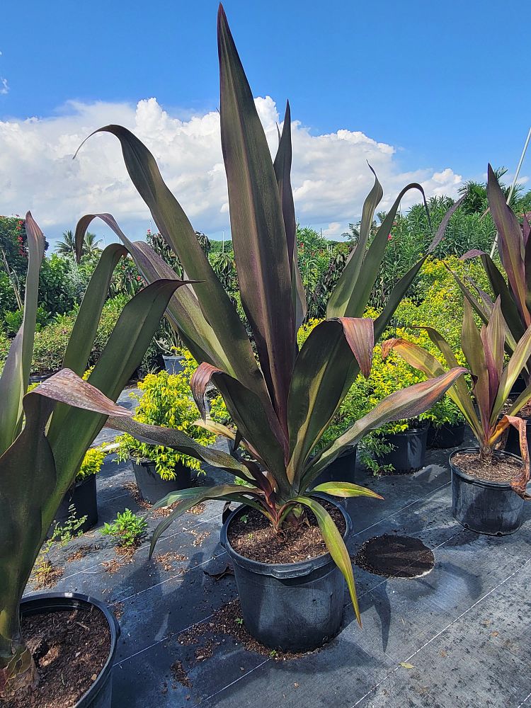 crinum-augustum-queen-emma-crinum-lily-queen-emma