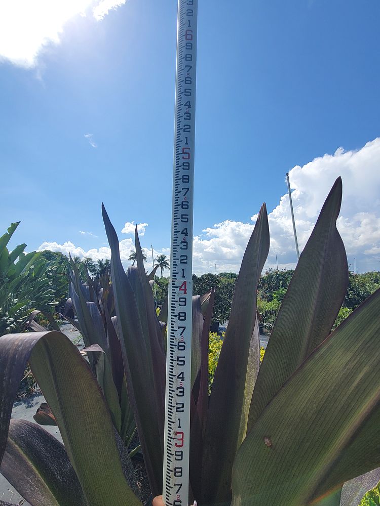 crinum-augustum-queen-emma-crinum-lily-queen-emma