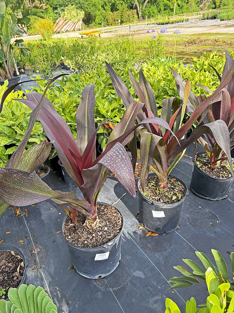 crinum-augustum-queen-emma-crinum-lily-queen-emma