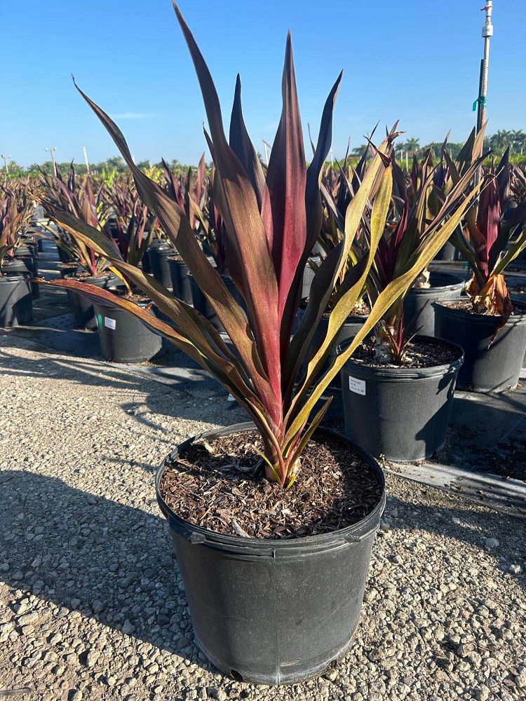 crinum-augustum-queen-emma-crinum-lily-queen-emma
