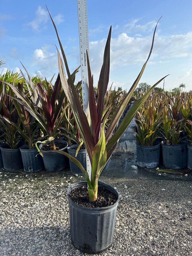 crinum-augustum-queen-emma-crinum-lily-queen-emma