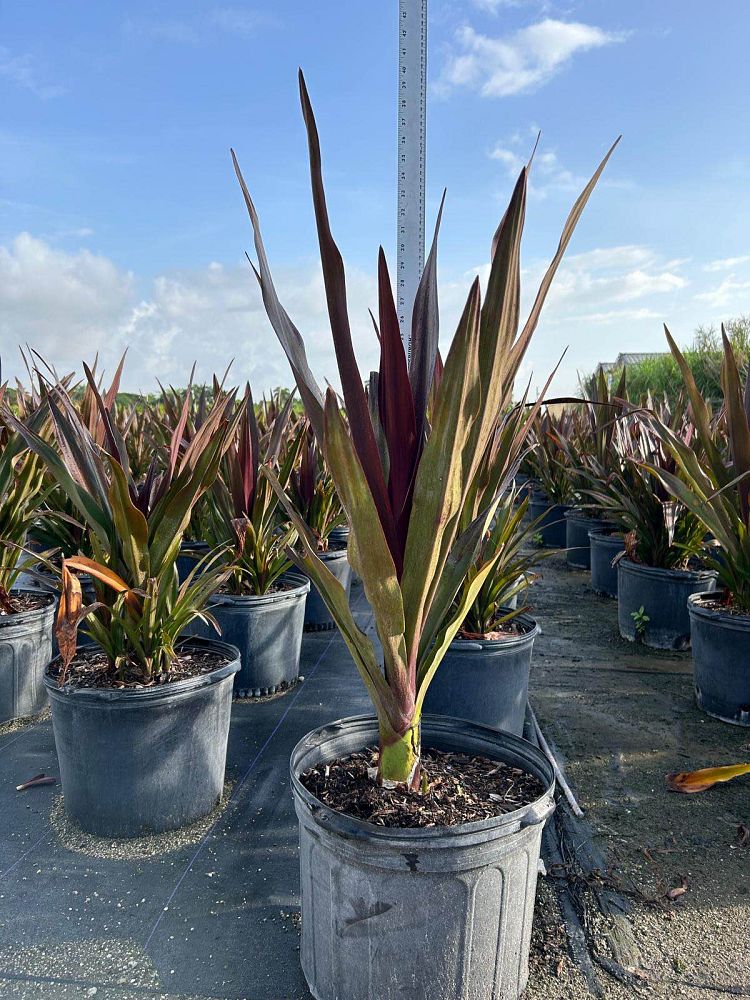 crinum-augustum-queen-emma-crinum-lily-queen-emma