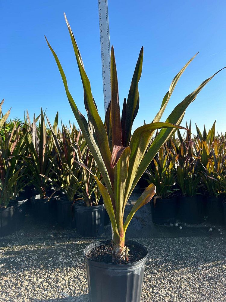 crinum-augustum-queen-emma-crinum-lily-queen-emma