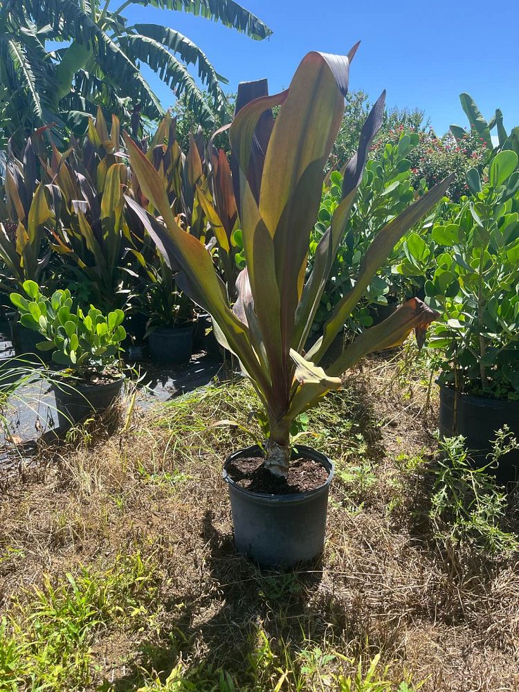 crinum-augustum-queen-emma-crinum-lily-queen-emma