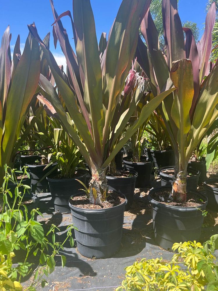 crinum-augustum-queen-emma-crinum-lily-queen-emma