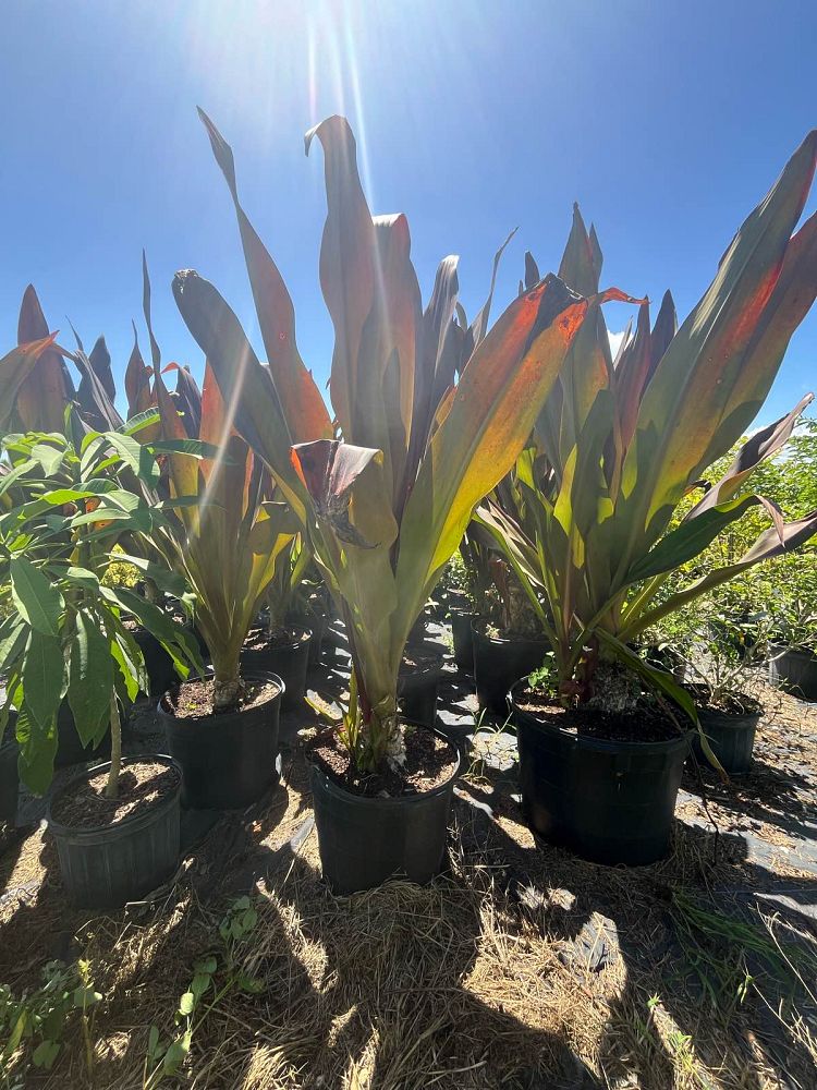 crinum-augustum-queen-emma-crinum-lily-queen-emma