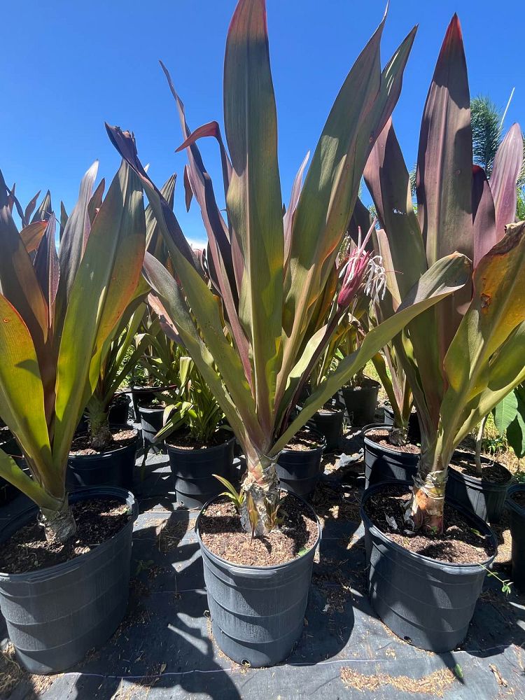 crinum-augustum-queen-emma-crinum-lily-queen-emma
