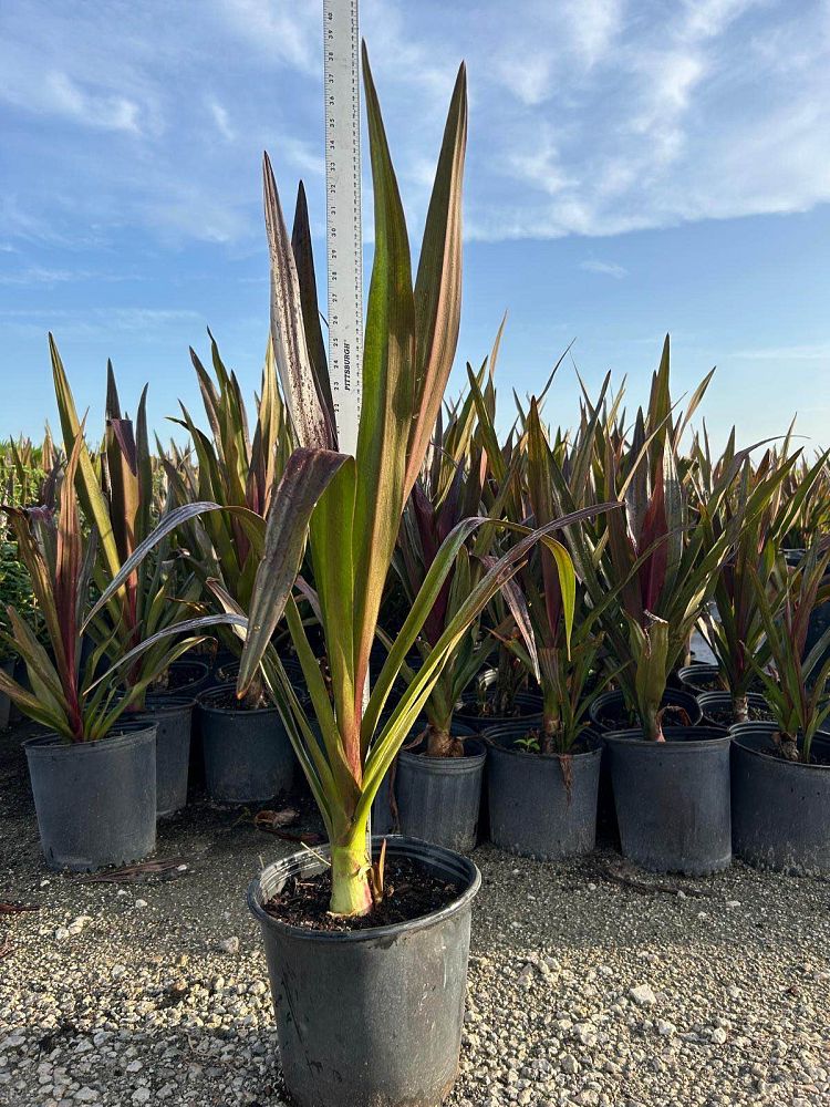 crinum-augustum-queen-emma-crinum-lily-queen-emma