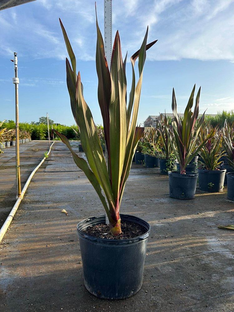 crinum-augustum-queen-emma-crinum-lily-queen-emma