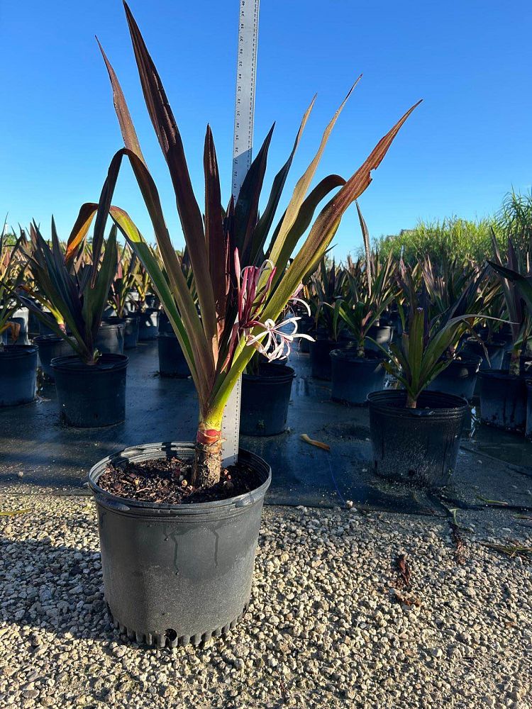 crinum-augustum-queen-emma-crinum-lily-queen-emma