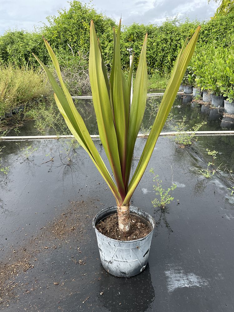 crinum-augustum-queen-emma-crinum-lily-queen-emma