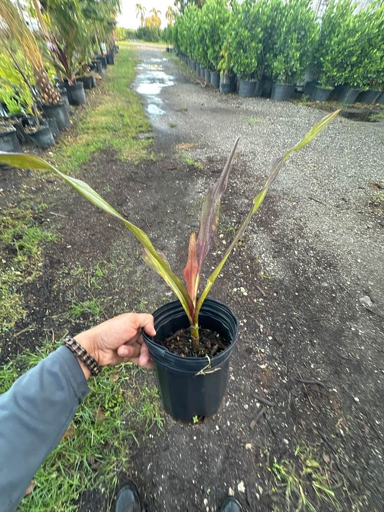crinum-augustum-queen-emma-crinum-lily-queen-emma
