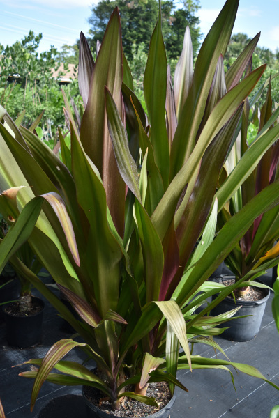 crinum-augustum-queen-emma-crinum-lily-queen-emma