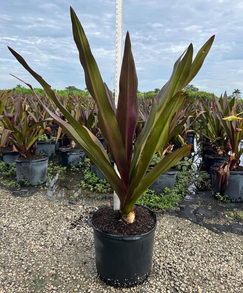 crinum-augustum-queen-emma-crinum-lily-queen-emma