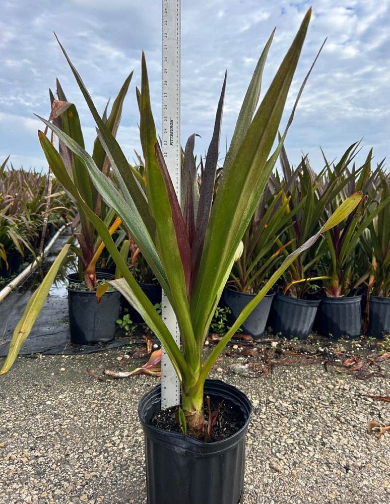 crinum-augustum-queen-emma-crinum-lily-queen-emma