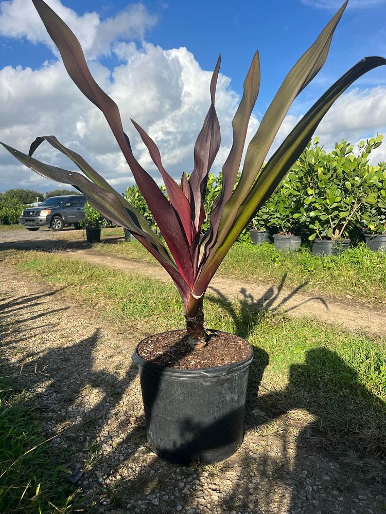 crinum-augustum-queen-emma-crinum-lily-queen-emma
