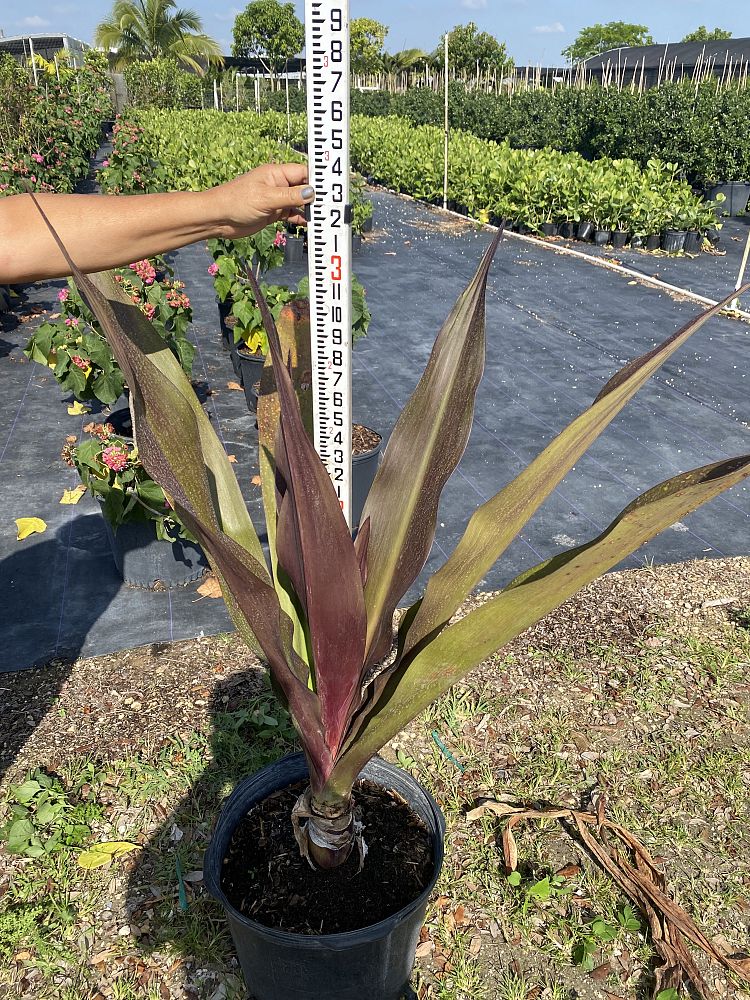 crinum-augustum-queen-emma-sangria-crinum-lily-queen-emma-sangria