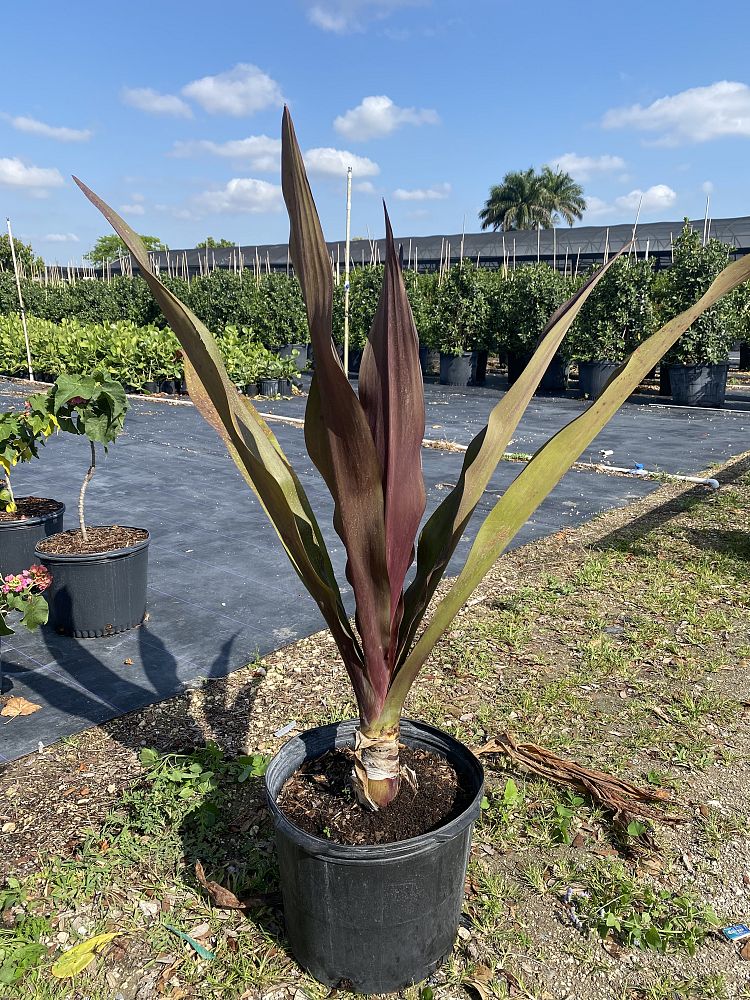 crinum-augustum-queen-emma-sangria-crinum-lily-queen-emma-sangria