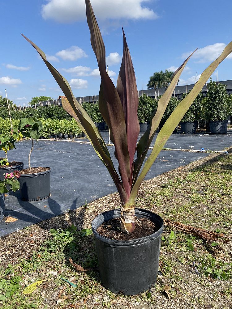 crinum-augustum-queen-emma-sangria-crinum-lily-queen-emma-sangria