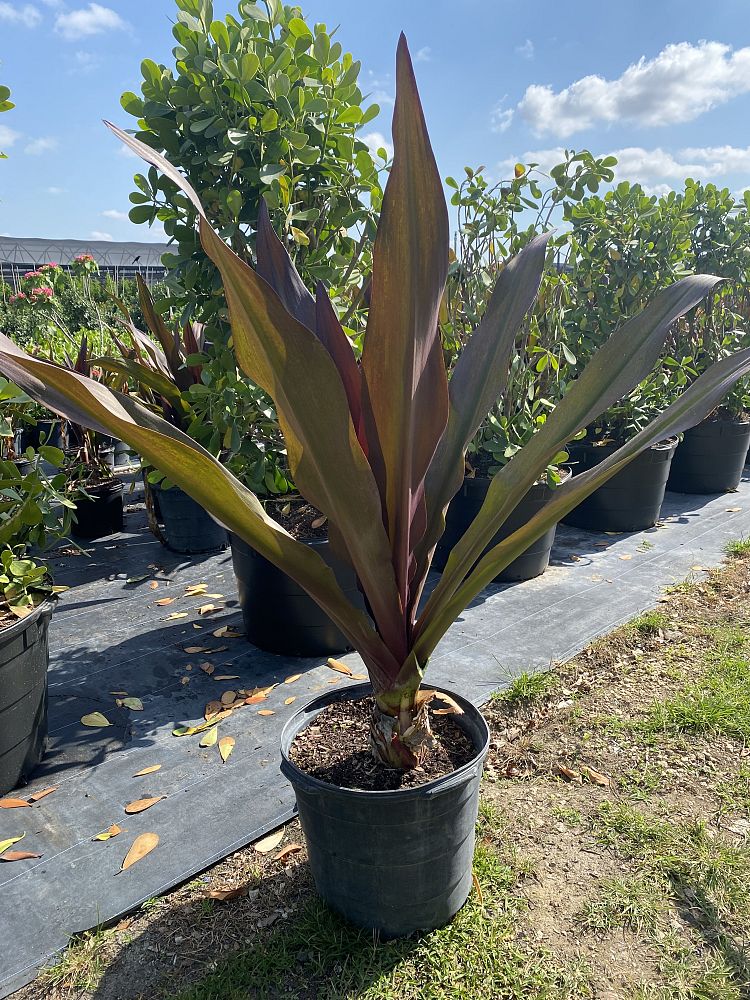 crinum-augustum-queen-emma-sangria-crinum-lily-queen-emma-sangria