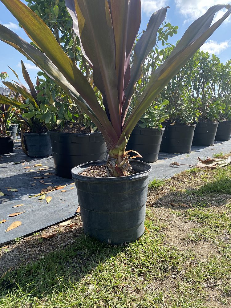 crinum-augustum-queen-emma-sangria-crinum-lily-queen-emma-sangria