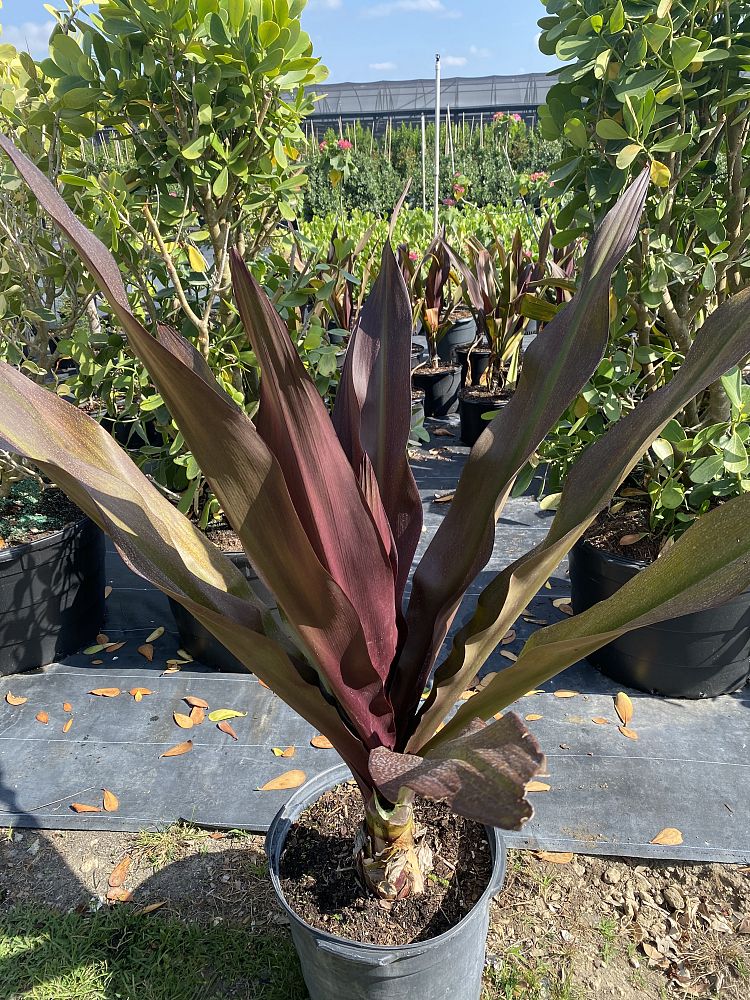 crinum-augustum-queen-emma-sangria-crinum-lily-queen-emma-sangria