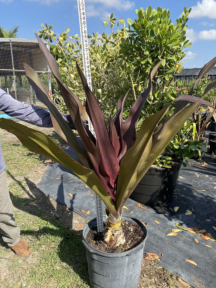 crinum-augustum-queen-emma-sangria-crinum-lily-queen-emma-sangria