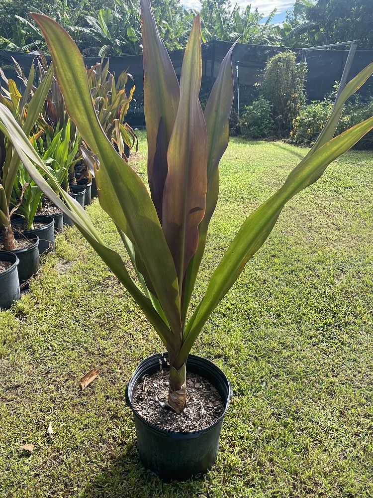 crinum-augustum-queen-emma-sangria-crinum-lily-queen-emma-sangria