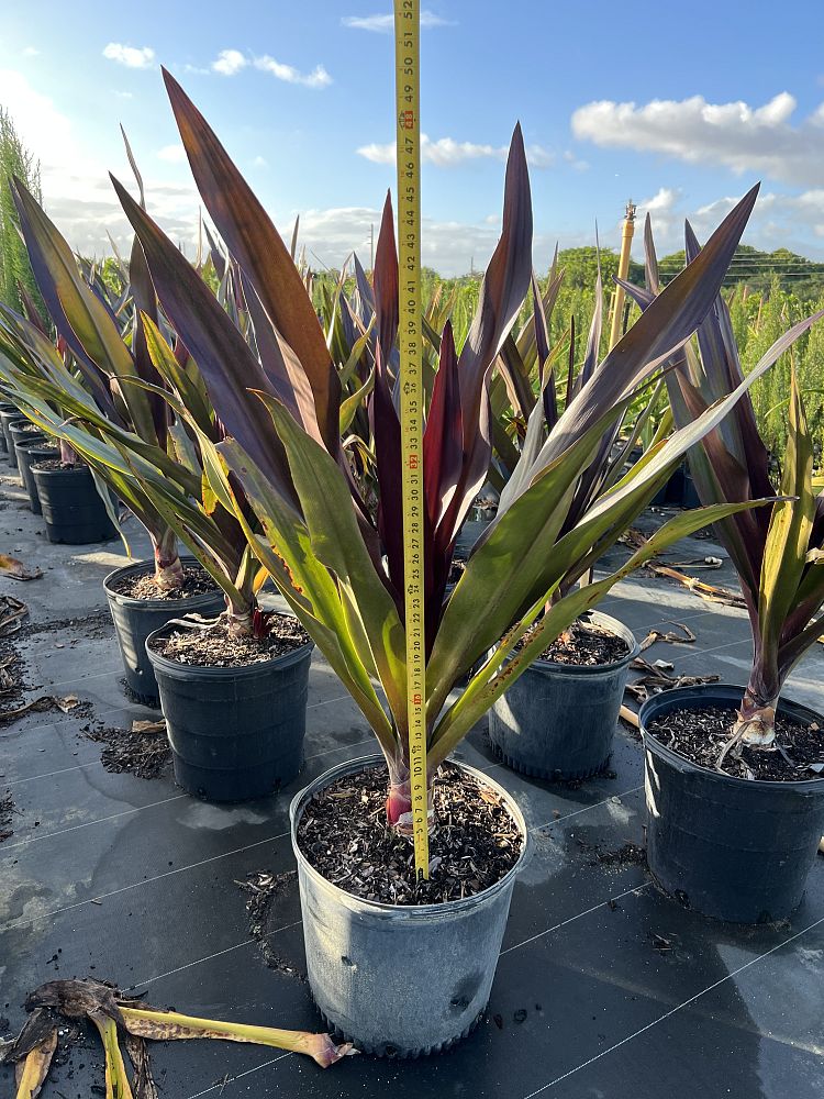crinum-augustum-queen-emma-sangria-crinum-lily-queen-emma-sangria