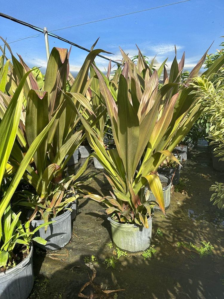 crinum-augustum-queen-emma-sangria-crinum-lily-queen-emma-sangria