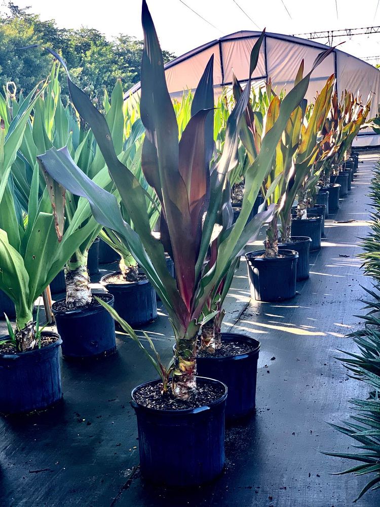 crinum-augustum-queen-emma-supreme-crinum-lily-queen-emma-supreme
